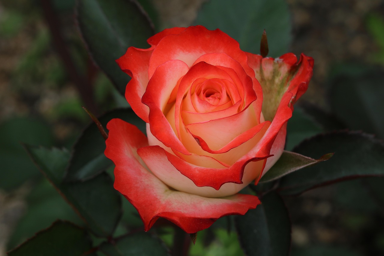 festivalul tuberozelor