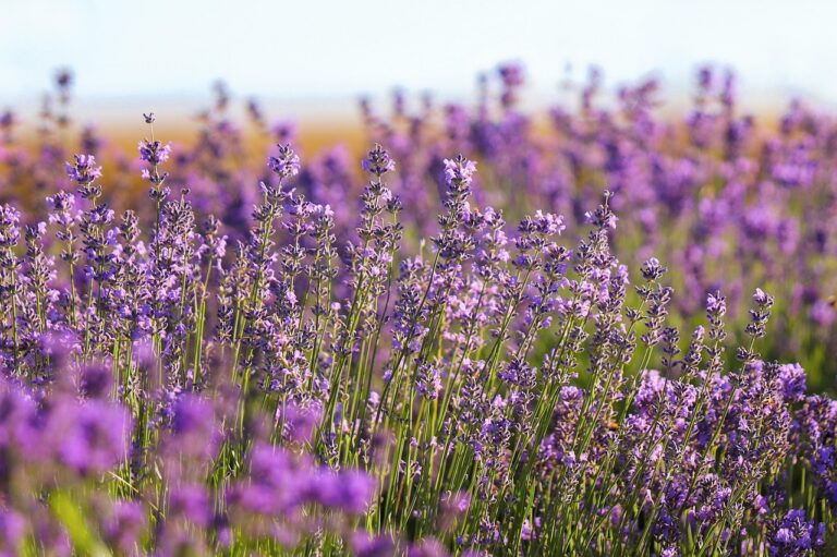 iubire cu parfum de lavanda actori